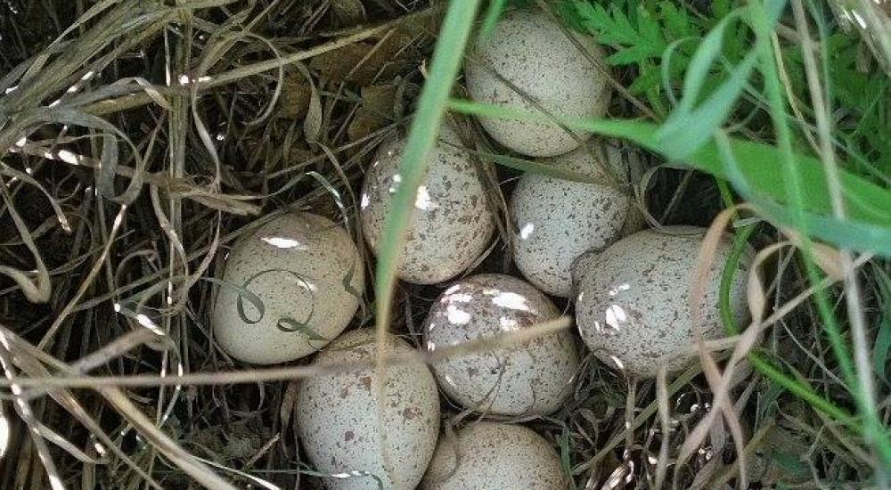 12688186_957402687706779_3976936329937368414_n