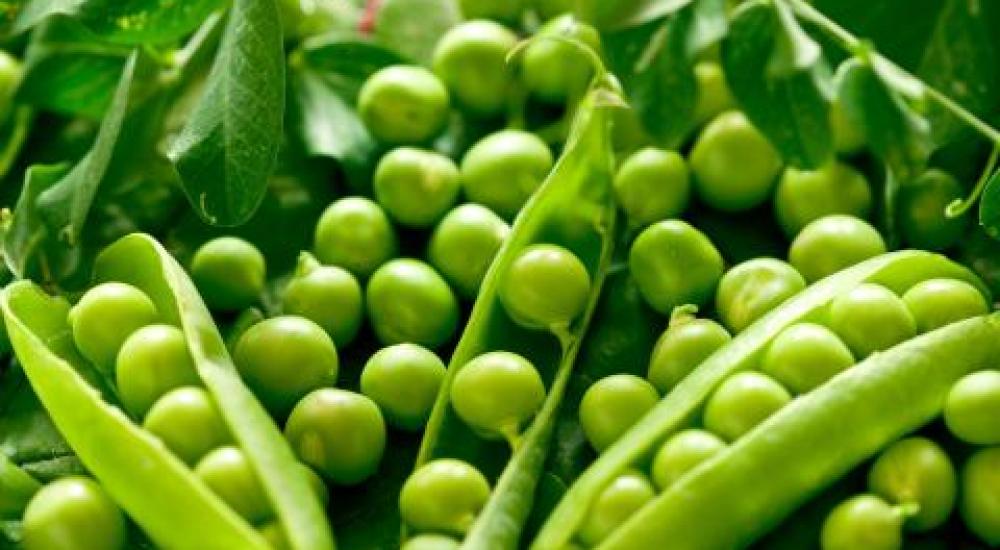 بازيلاء خضراء