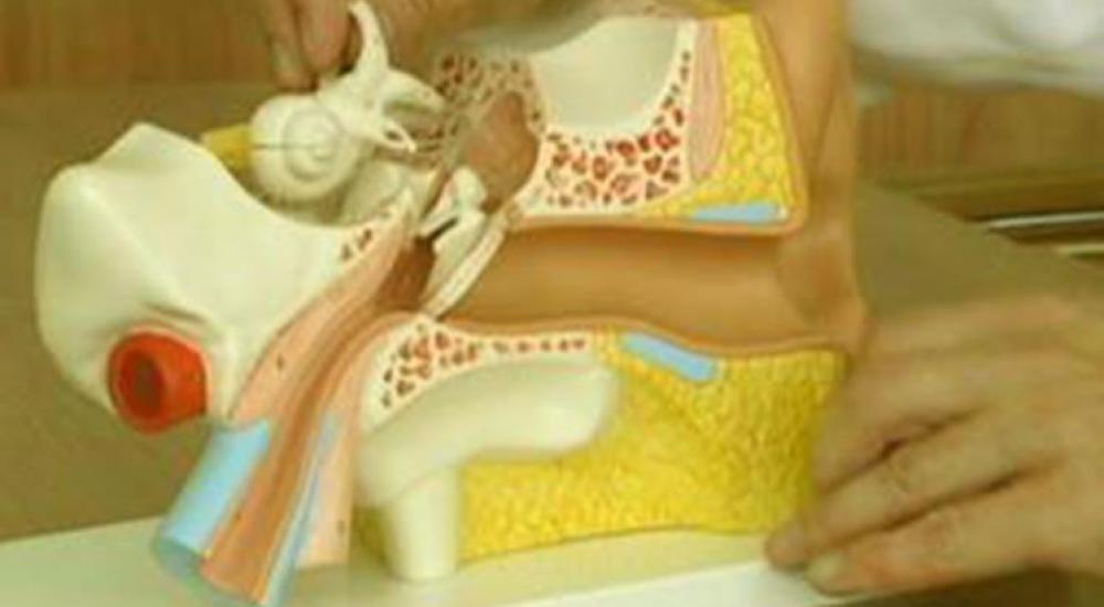 الضجيج المستمر يقلل القدرة على سماع أصوات الطبيعة