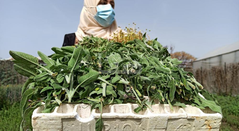 WhatsApp Image 2021-03-21 at 9.07.52 PM.jpg