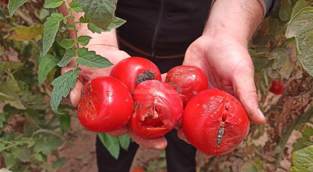 WhatsApp Image 2021-06-17 at 3.48.28 PM.jpg