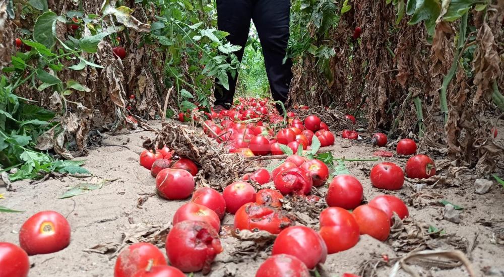 WhatsApp Image 2021-06-17 at 3.48.25 PM (1).jpg