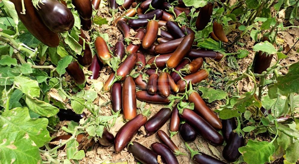 WhatsApp Image 2021-06-17 at 3.48.31 PM.jpg