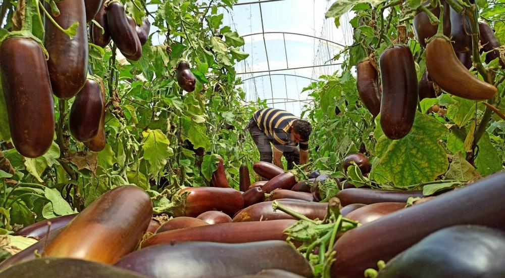 WhatsApp Image 2021-06-17 at 3.48.31 PM (1).jpg