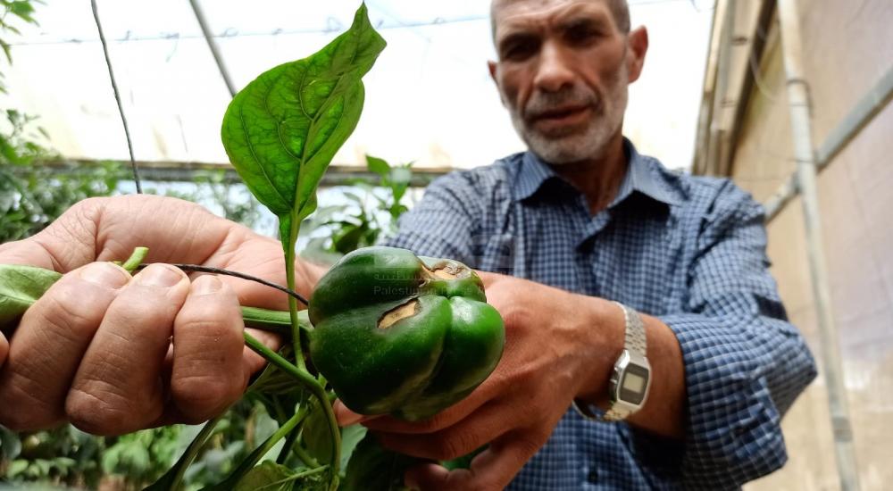 WhatsApp Image 2021-06-17 at 3.48.29 PM (2).jpg