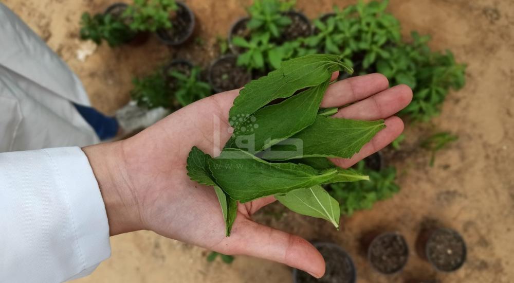 WhatsApp Image 2021-07-17 at 1.15.06 PM.jpg