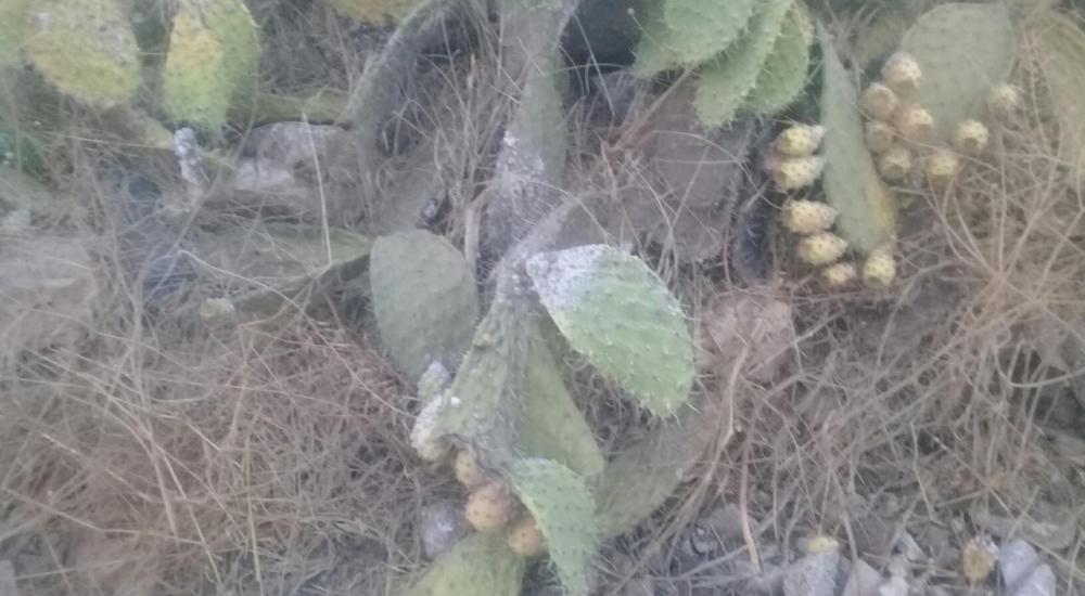 WhatsApp Image 2021-08-15 at 2.58.38 PM.jpeg