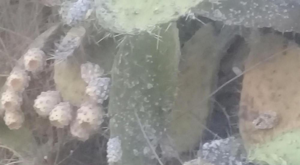 WhatsApp Image 2021-08-15 at 2.58.41 PM.jpeg