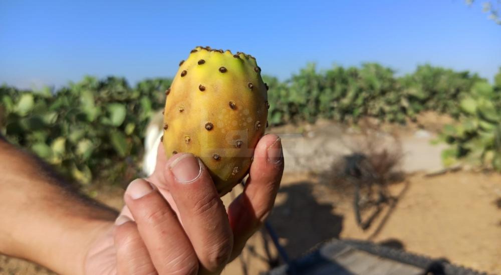 WhatsApp Image 2022-07-14 at 2.04.13 PM (1).jpg