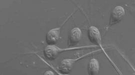 هينيغويا سالمينيكولا