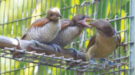 طيور ملك نيبال المخلوع