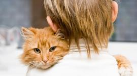 الطفيليات يمكن أن تنتقل إلى الإنسان من براز القطط