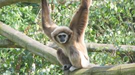 زوجان هنديان يهبان ثروتهما لقرد