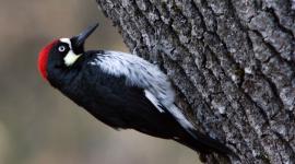 bark-birds-woodpecker-2595499-1600x1066