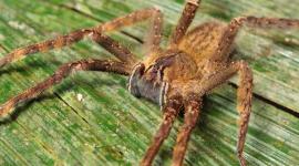 سم عنكبوت بديلاً للفياغرا