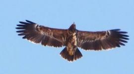 طيور مهاجرة بسماء جنين