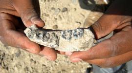 حفرية تعيد تاريخ ظهور الإنسان نصف مليون عام للوراء