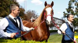 خيل معروض في المزاد (الأناضول)