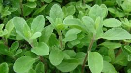 البردقوش.. عشبة طبية