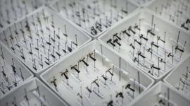 بعض فصائل النمل بجامعة هونغ كونغ (غيتي)