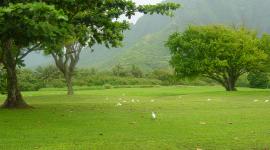 منذ عام 1990 كان العالم يفقد مساحة من الغابات تقدر بحوالي 1000 ملعب كرة قدم كل ساعة