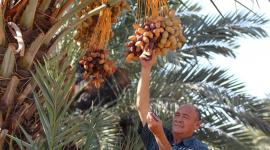 تعلن إدراج نخلة التمر الفلسطينية على لائحة التراث الثقافي غير المادي لليونسكو