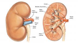 المحافظة على كليه نظيفة