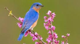 الوروار الأزرق