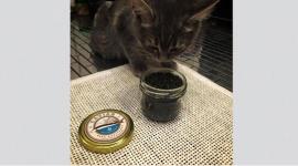 مسؤولة روسية تطعم قطتها "كافيار"