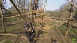 شمبانزي يسقط طائرة من دون طيار مستخدما غصن شجرة