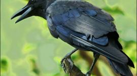طائر الغراب