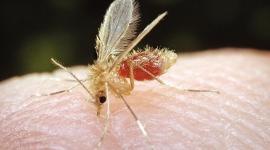 الإصابة بلسعات اللشمانيا ليس غريبا عن البيئة الفلسطينية