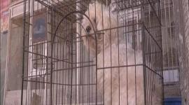 قرار وشيك لحماية الحيوان