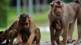 عقار أميركي مضاد للإيدز يثبت فعالية على القردة