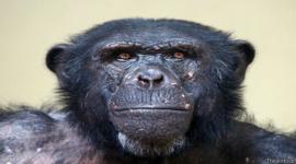  قدمت الباحثة إلى تلك القردة صناديق بلاستيكية بداخلها العديد من الأطباق المسطحة