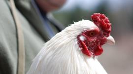  الإضاءة التقليدية تضر بنفسية الطيور وتزيدها توترا