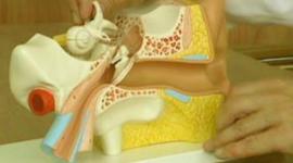 الضجيج المستمر يقلل القدرة على سماع أصوات الطبيعة