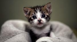 حماه من البرد بحرارة جسمه