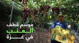 موسم قطف العنب في غزة