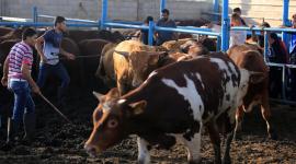 تحسن ملحوظ في موسم الأضاحي بغزة