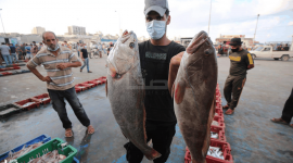 وفرة في عرض الأسماك بغزة مع وقف التصدير بسبب جائحة كورونا