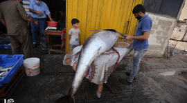 غزة تصطاد "العنيدة" ذات الزعنفة الصفراء الأكبر حجمًا