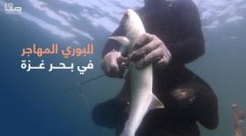 البوري المهاجر في بحر غزة