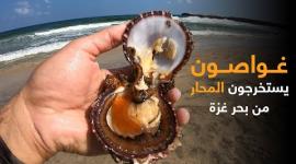 غواصون يستخرجون المحار من بحر غزة