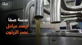 عدسة صفا ترصد مراحل عصر الزيتون