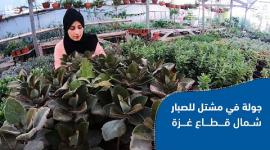 جولة في مشتل للصبار شمال قطاع غزة