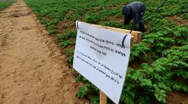 جيش الاحتلال يهدد بإزالة محاصيل المواطنين الزراعية على الحدود الشرقية جنوبي قطاع غزة