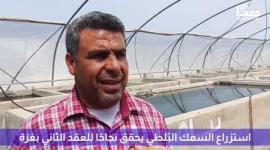 استزراع السمك البُلطي يحقق نجاحًا للعقد الثاني بغزة