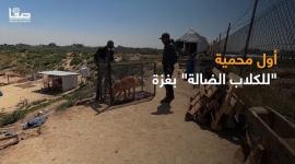 أول محمية "للكلاب الضالة" بغزة