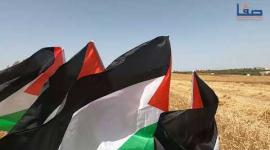 افتتاح موسم حصاد القمح بغزة